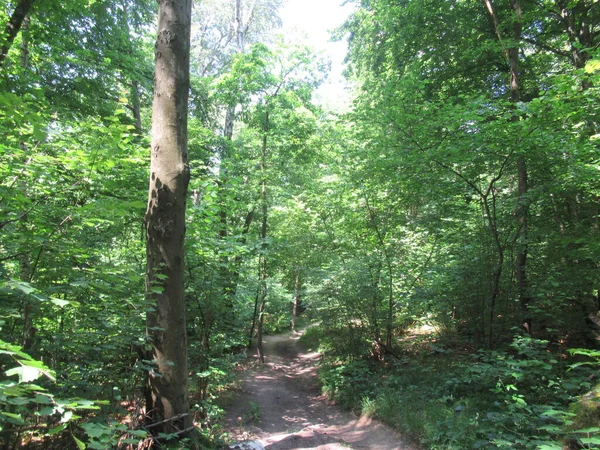 Yazın yeşil orman ve güneş ışığı