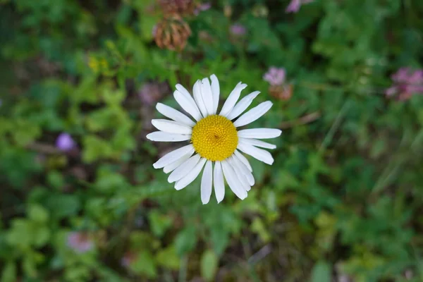 Makro Fioletowe Kwiaty Zielonym Tle Doliny Niektóre Góry — Zdjęcie stockowe