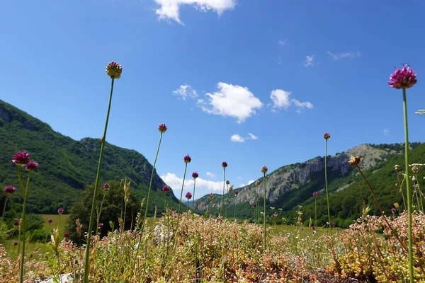 Yeşil vadi arka planı ve dağları olan mor çiçekli bir makro.