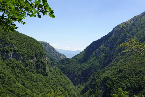 Yeşil vadi arka planı ve dağları olan mor çiçekli bir makro.