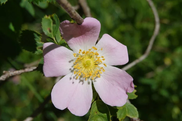 Yeşil vadi arka planı ve dağları olan mor çiçekli bir makro.