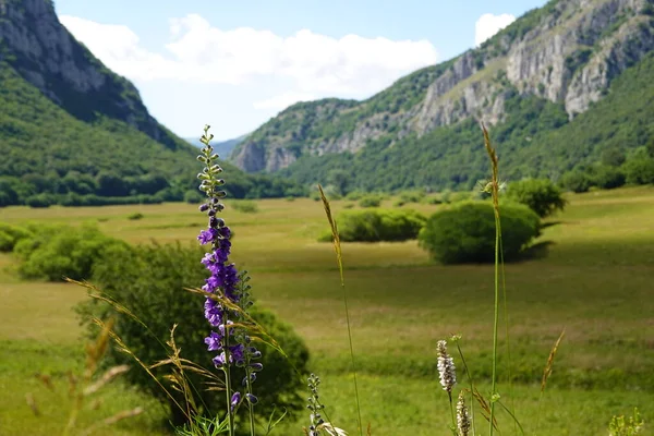 Yeşil vadi arka planı ve dağları olan mor çiçekli bir makro.