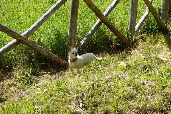 Yeşil vadi arka planı ve dağları olan mor çiçekli bir makro.