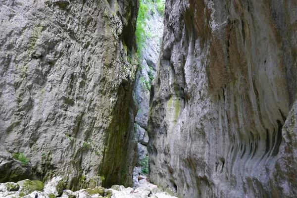 Yeşil vadi arka planı ve dağları olan mor çiçekli bir makro.