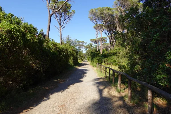 Yeşil vadi arka planı ve dağları olan mor çiçekli bir makro.