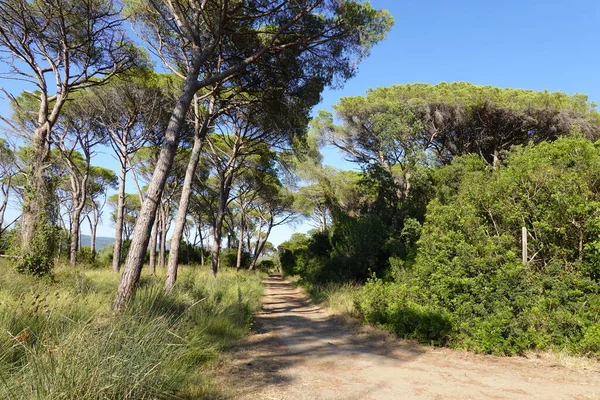 Yeşil vadi arka planı ve dağları olan mor çiçekli bir makro.