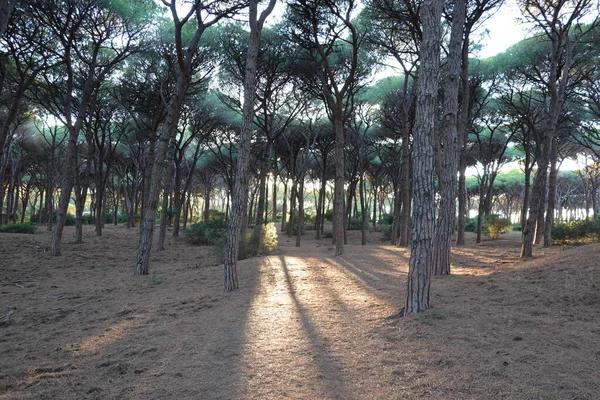 Ortasında güneş olan çam ağacı ormanı