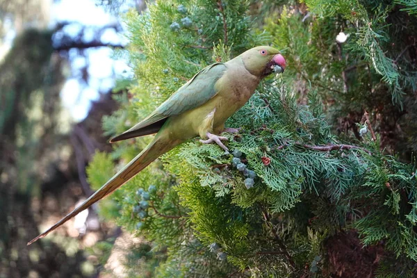 Papağan İtalya 'da bir çam ağacından böğürtlen yiyor.