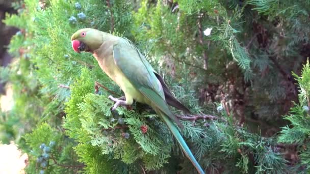 意大利罗马 一只吃松树果实的鹦鹉 — 图库视频影像