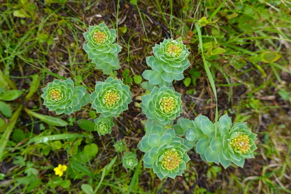 Yürüyüş yolunda çim bitkisi üzerinde makro