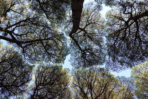 Alttan Akdeniz çam ağaçları görünüyor 