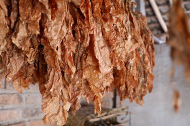 Kurumuş tütün yaprakları dizilmiş, tuğla duvar arkaplanı var.