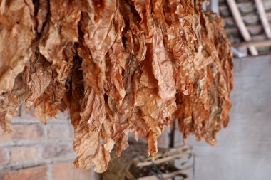Kurumuş tütün yaprakları dizilmiş, tuğla duvar arkaplanı var.