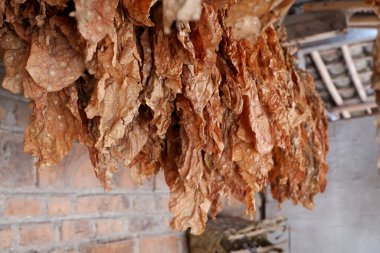 Kurumuş tütün yaprakları dizilmiş, tuğla duvar arkaplanı var.