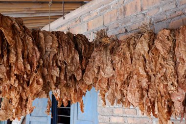 Kurumuş tütün yaprakları dizilmiş, tuğla duvar arkaplanı var.