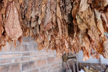 Kurumuş tütün yaprakları dizilmiş, tuğla duvar arkaplanı var.