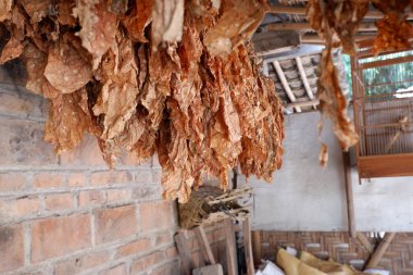 Kurumuş tütün yaprakları dizilmiş, tuğla duvar arkaplanı var.