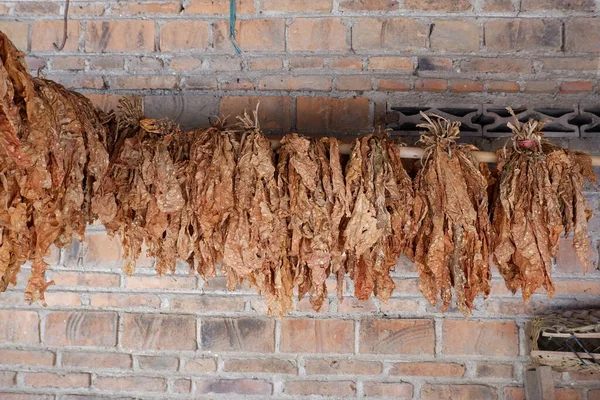 Las Hojas Secas Tabaco Están Alineadas Con Fondo Pared Ladrillo — Foto de Stock
