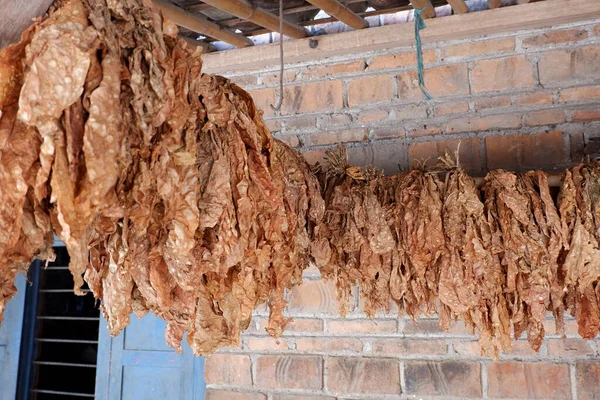 Las Hojas Secas Tabaco Están Alineadas Con Fondo Pared Ladrillo — Foto de Stock