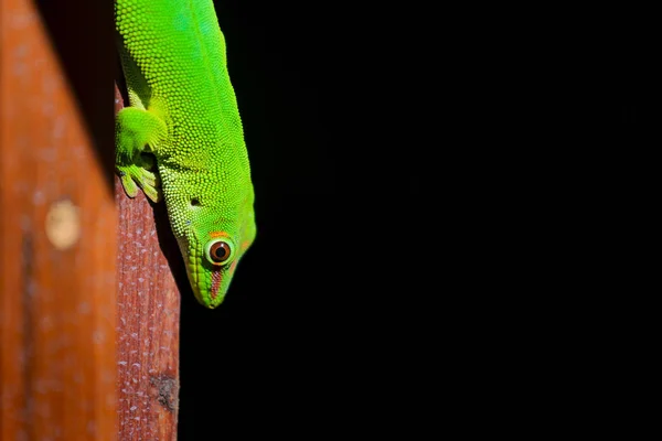 Beautiful green gecko animal at Reunion Island