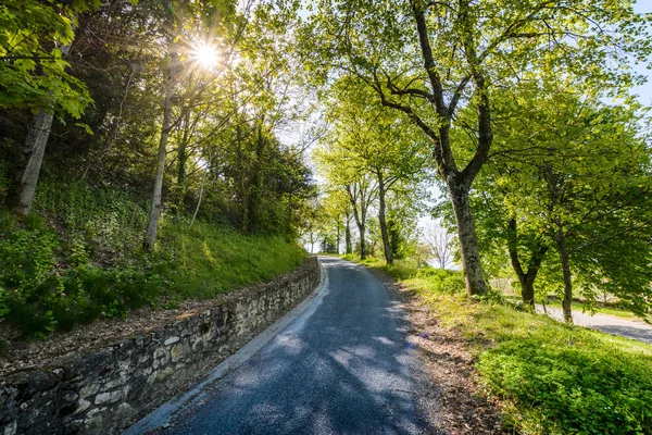 Tree path at Lautrec village