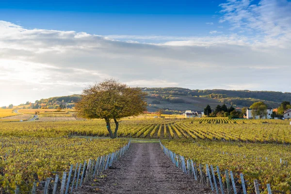 Vineyards of Frontenas at fall season, Beaujolais, France
