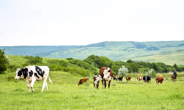 Grupo Vacas Está Andando Grama Verde Campo Campo Parte Terras — Fotografia de Stock