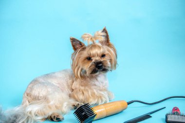 Mavi arka planda Yorkshire teriyerleri yetiştiriliyor. Kafasında at kuyruğu olan küçük bir köpek mavi bir arka planda, bir köpek tarağı ve saç kesicinin yanında yatıyor..