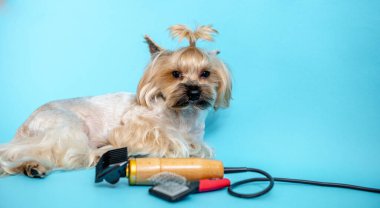 Mavi arka planda Yorkshire teriyerleri yetiştiriliyor. Kafasında at kuyruğu olan küçük bir köpek mavi bir arka planda, bir köpek tarağı ve saç kesicinin yanında yatıyor..