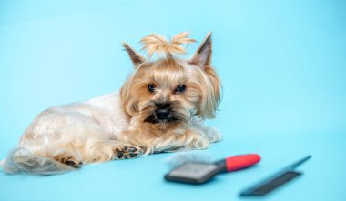Mavi arka planda Yorkshire teriyerleri yetiştiriliyor. Kafasında at kuyruğu olan küçük bir köpek mavi bir arka planda, bir köpek tarağı ve saç kesicinin yanında yatıyor..