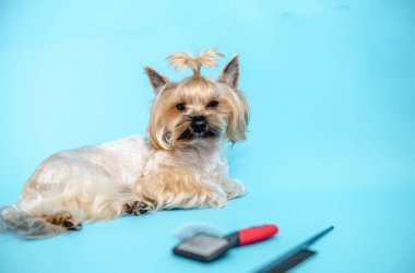 Mavi arka planda Yorkshire teriyerleri yetiştiriliyor. Kafasında at kuyruğu olan küçük bir köpek mavi bir arka planda, bir köpek tarağı ve saç kesicinin yanında yatıyor..