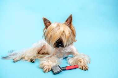 Mavi arka planda Yorkshire teriyerleri yetiştiriliyor. Kafasında at kuyruğu olan küçük bir köpek mavi bir arka planda, bir köpek tarağı ve saç kesicinin yanında yatıyor..