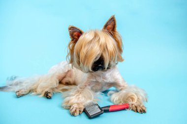 Mavi arka planda Yorkshire teriyerleri yetiştiriliyor. Kafasında at kuyruğu olan küçük bir köpek mavi bir arka planda, bir köpek tarağı ve saç kesicinin yanında yatıyor..