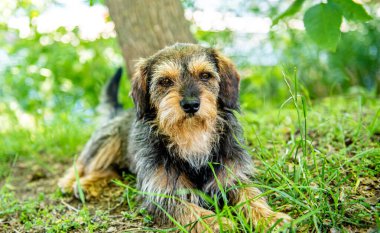 Ormandaki çimlerin üzerinde üzgün bir köpek yatıyor. Köpek çerçeveye bakıyor 