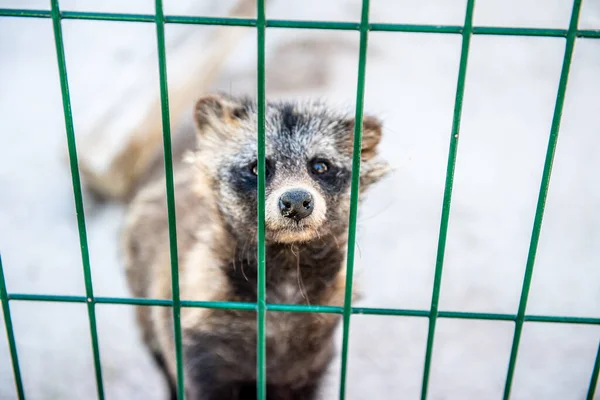 Close-up raccoon dog looks through the cage at the zoo. Animal in a cage.