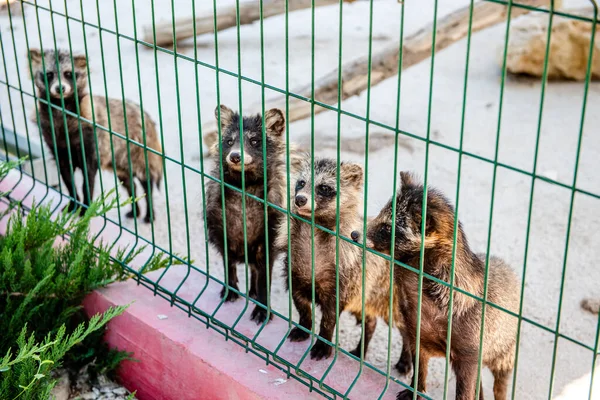 Several raccoon dogs close-up looks through the cage at the zoo. Several wild animals look into the camera lens in a cage.