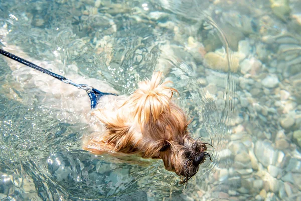 Dog - Yorkshire Terrier with a tail on its head swims on the seashore. The dog is swimming in clear blue water. The dog is afraid to swim in the water