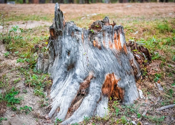 Tronco Árvore Queimado Floresta Silvicultura Colheita Madeira Morangos Crescem Toco — Fotografia de Stock