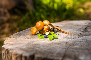 Ormandaki ağaç kütüğündeki ballı mantarlar. Çiğ orman mantarları ballı mantarlar. Mantar ve böğürtlenli kompozisyon. Kesilmiş bir kütükte orman mantarları