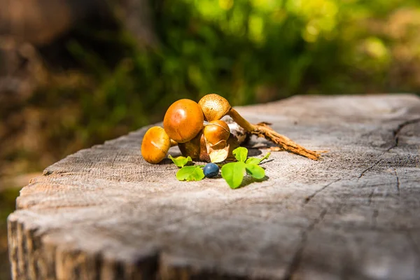 Honey mushrooms on a tree stump in the forest. Raw forest mushrooms honey mushrooms. Composition with mushrooms and berries. Forest mushrooms on a felled stump