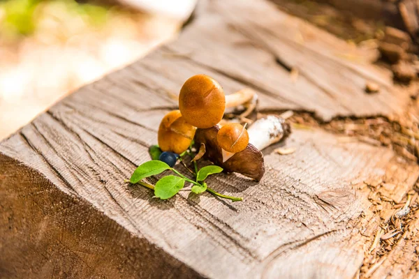 Honey mushrooms on a tree stump in the forest. Raw forest mushrooms honey mushrooms. Composition with mushrooms and berries. Forest mushrooms on a felled stump