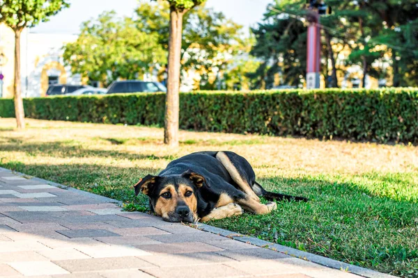 Street stray dog lies on the lawn in the city. Sad dog — Stock Photo, Image