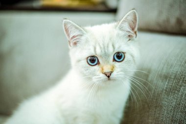 Gri arka planda mavi gözlü şirin bir İngiliz kedi yavrusunun portresi. Rahat bir ev. Evcil kedi. Kopyalama alanını kapat