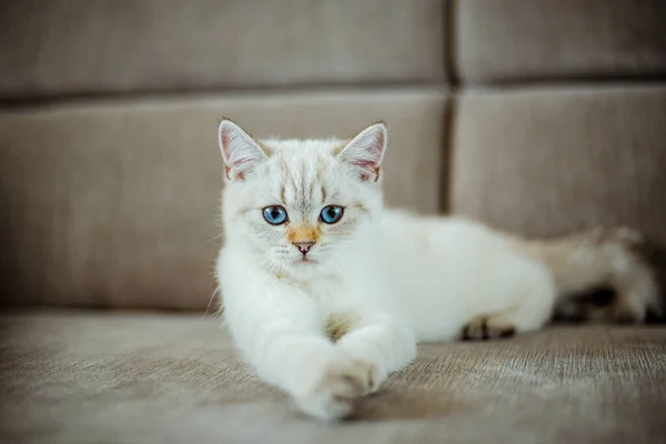 Ein Süßes Hellgraues Britisches Kätzchen Mit Blauen Augen Liegt Auf — Stockfoto