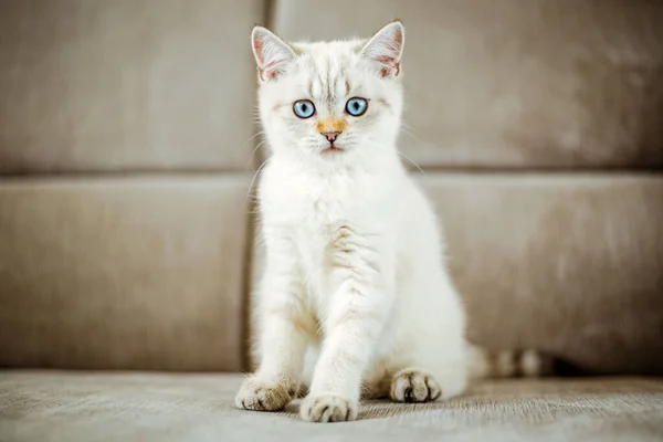 Cute Light Gray British Kitten Blue Eyes Sitting Gray Sofa — Stock Photo, Image