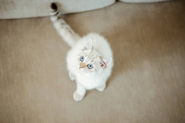 Een Schattig Lichtgrijs Brits Kitten Met Blauwe Ogen Zit Een — Stockfoto