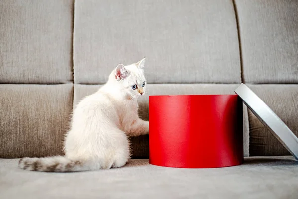 Gift Kitten Young Cat Peeking Out Gift Box Copy Space — Stock Photo, Image