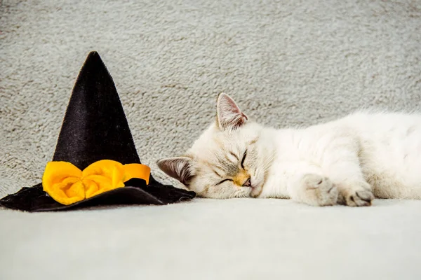 Kitten Cat British Breed Halloween Thanksgiving Asleep Black Hat Witch — Stock Photo, Image