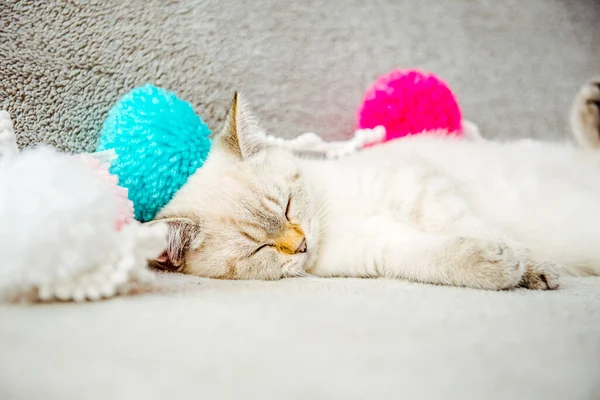Cute White British Kitten Sleeping Sofa Colorful Pompoms Muzzle Sleeping — Stock Photo, Image