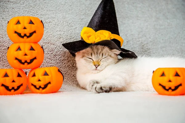 Kitten Cat British Breed Halloween Thanksgiving Asleep Black Hat Witch — Stock Photo, Image